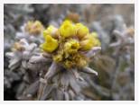 Helichrysum flanaganii - Sani Pass * 2592 x 1944 * (2.24MB)